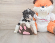 7 week old Havapoo Puppy For Sale - Florida Fur Babies