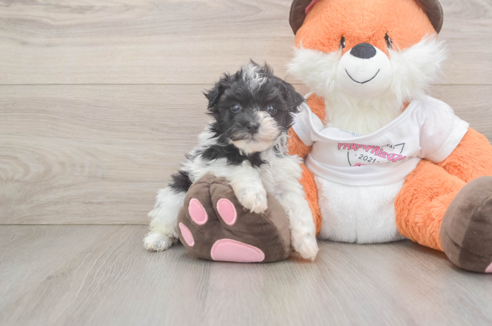 5 week old Havapoo Puppy For Sale - Florida Fur Babies
