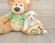 8 week old Havapoo Puppy For Sale - Florida Fur Babies
