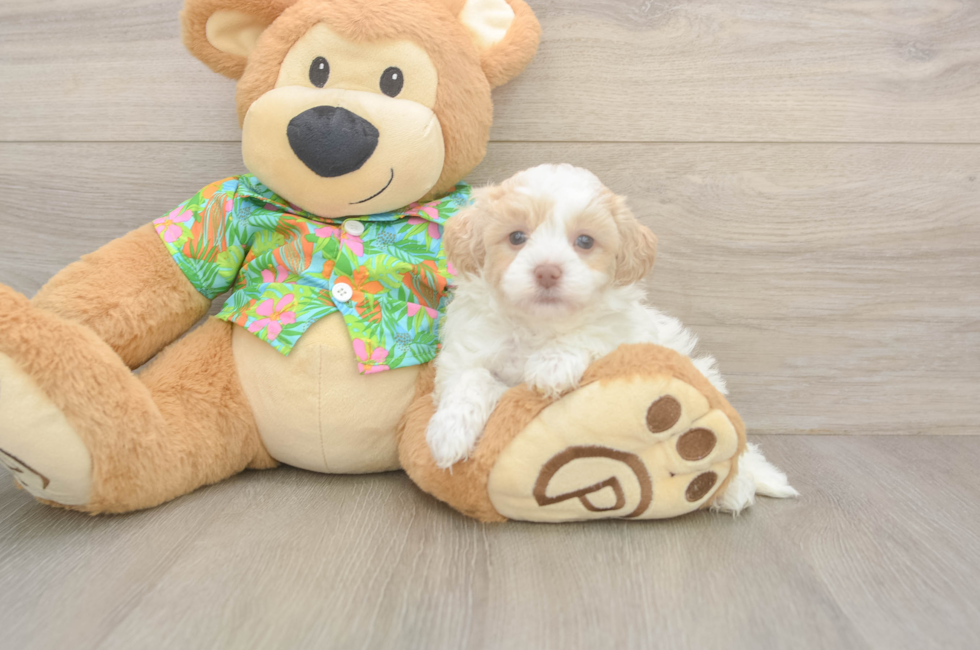 5 week old Havapoo Puppy For Sale - Florida Fur Babies