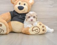 7 week old Havapoo Puppy For Sale - Florida Fur Babies
