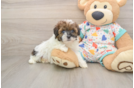 Havapoo Pup Being Cute
