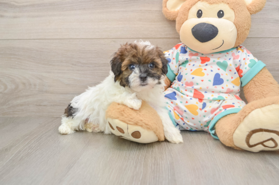 Havapoo Pup Being Cute