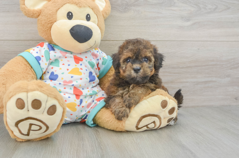 6 week old Havapoo Puppy For Sale - Florida Fur Babies