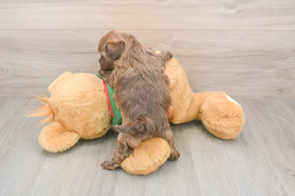 Petite Havapoo Poodle Mix Pup