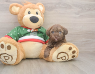 6 week old Havapoo Puppy For Sale - Florida Fur Babies