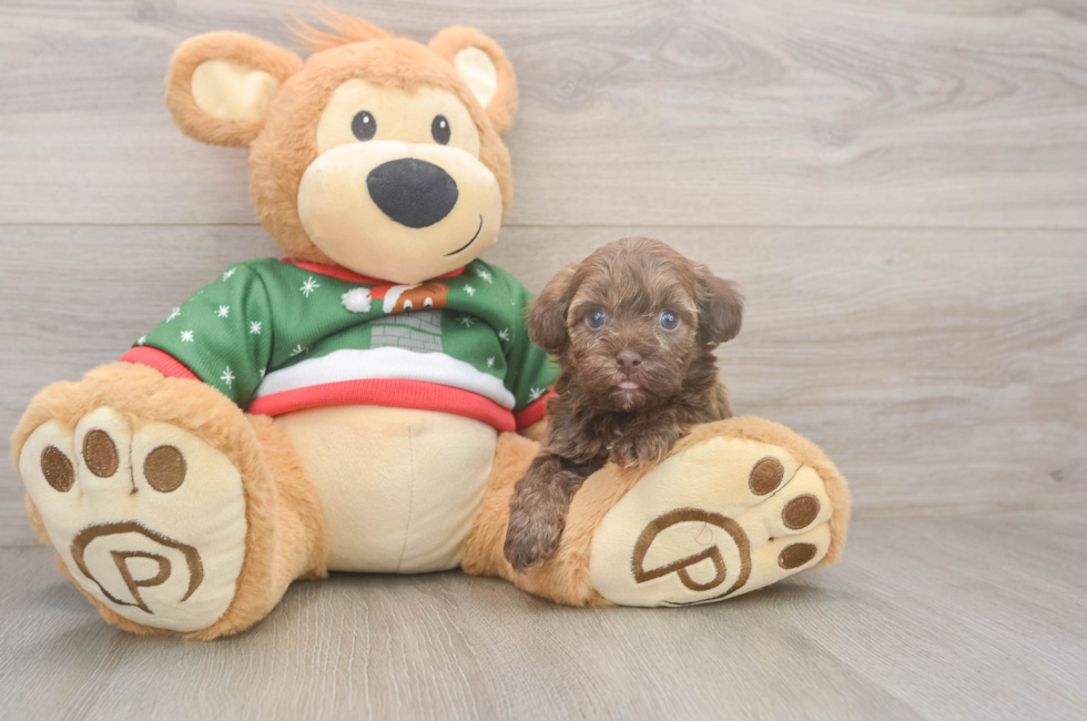 5 week old Havapoo Puppy For Sale - Florida Fur Babies