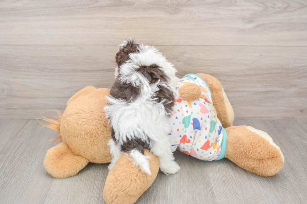 Petite Havapoo Poodle Mix Pup