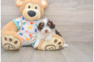 Hypoallergenic Havadoodle Poodle Mix Puppy