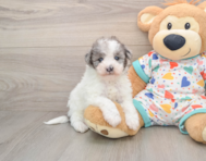 7 week old Havapoo Puppy For Sale - Florida Fur Babies