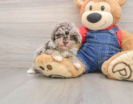 8 week old Havapoo Puppy For Sale - Florida Fur Babies