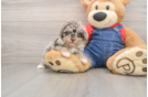 Havapoo Puppy for Adoption