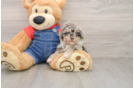 Popular Havapoo Poodle Mix Pup