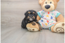 Havapoo Puppy for Adoption