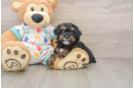 Popular Havapoo Poodle Mix Pup