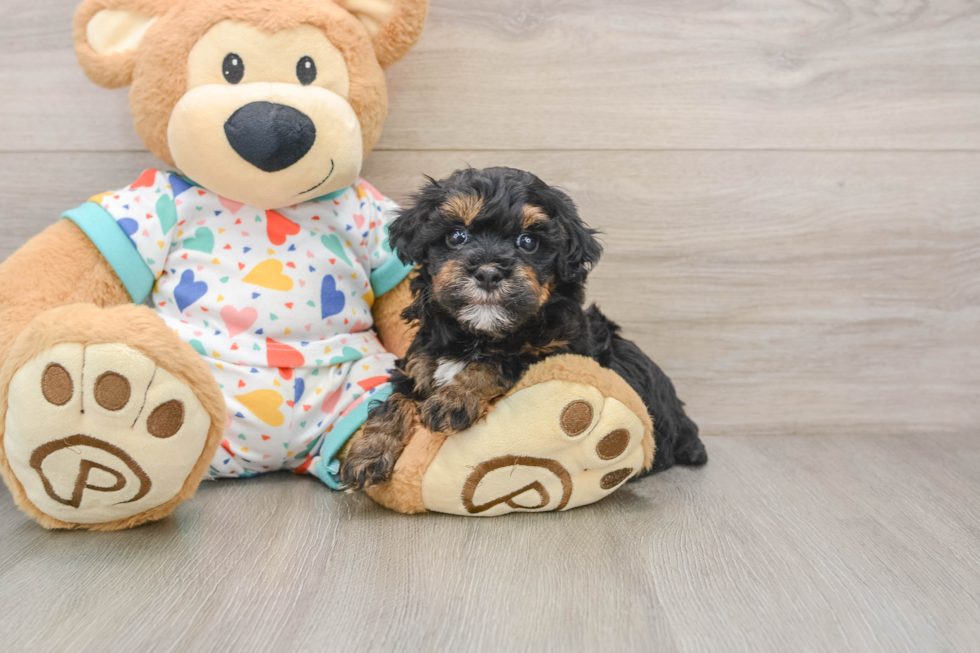 Popular Havapoo Poodle Mix Pup