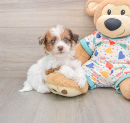 8 week old Havapoo Puppy For Sale - Florida Fur Babies