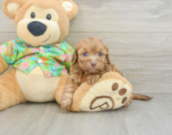 8 week old Havapoo Puppy For Sale - Florida Fur Babies