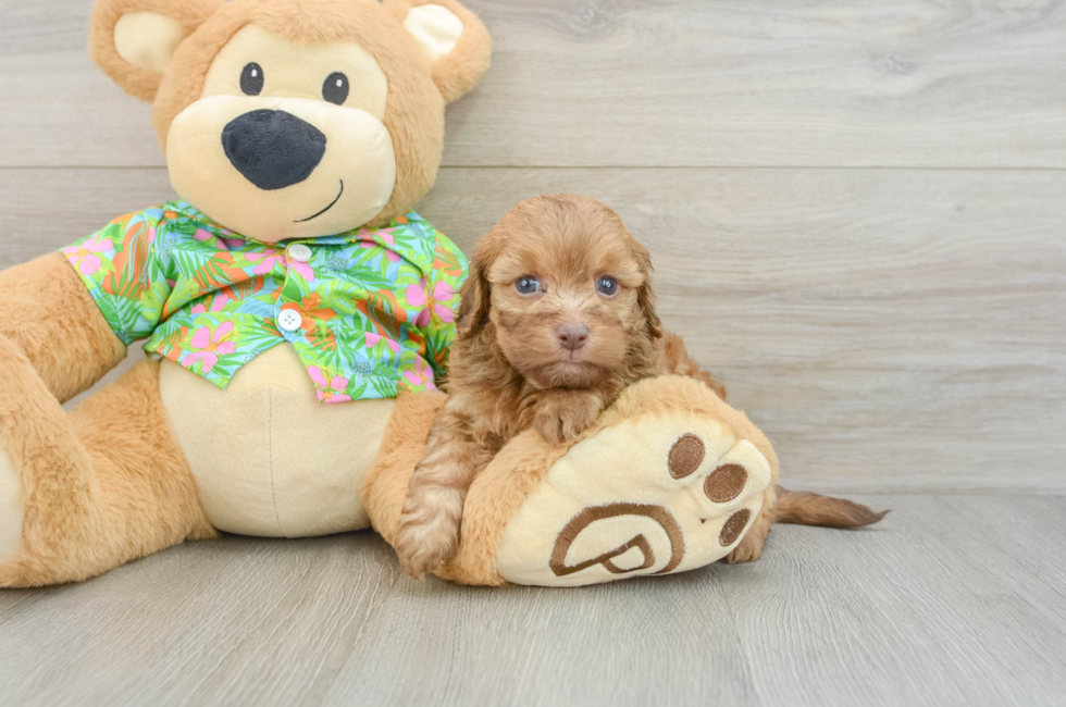 5 week old Havapoo Puppy For Sale - Florida Fur Babies
