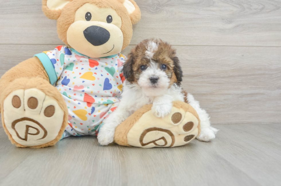 6 week old Havapoo Puppy For Sale - Florida Fur Babies