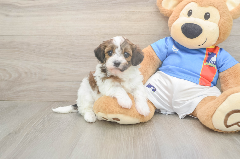 5 week old Havapoo Puppy For Sale - Florida Fur Babies