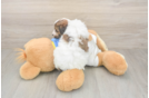 Havapoo Puppy for Adoption