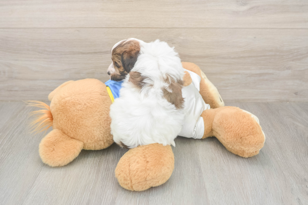 Havapoo Puppy for Adoption
