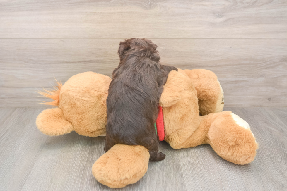 Popular Havapoo Poodle Mix Pup