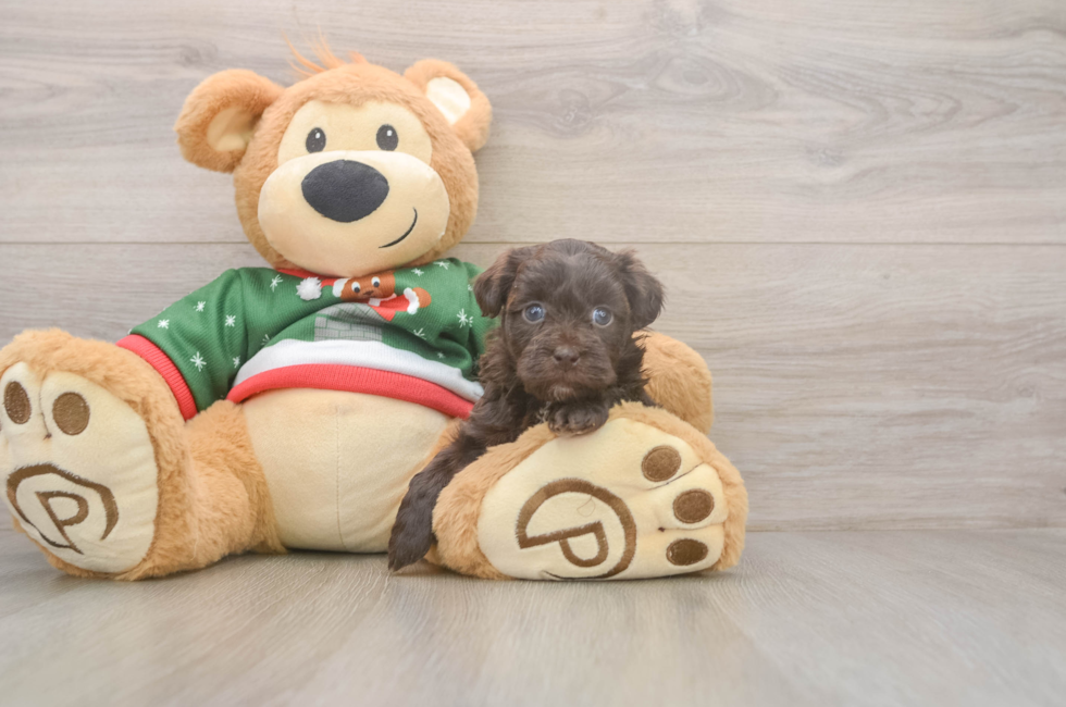 5 week old Havapoo Puppy For Sale - Florida Fur Babies