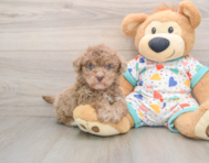 7 week old Havapoo Puppy For Sale - Florida Fur Babies