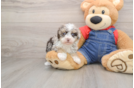 Havapoo Pup Being Cute