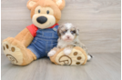 Havapoo Puppy for Adoption