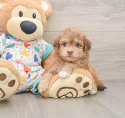 7 week old Havapoo Puppy For Sale - Florida Fur Babies