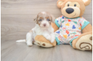 Havapoo Puppy for Adoption