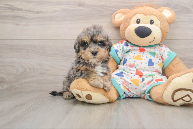 Funny Havapoo Poodle Mix Pup
