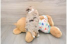 Playful Havadoodle Poodle Mix Puppy