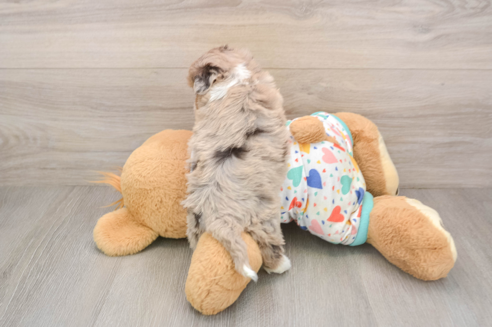 Playful Havadoodle Poodle Mix Puppy