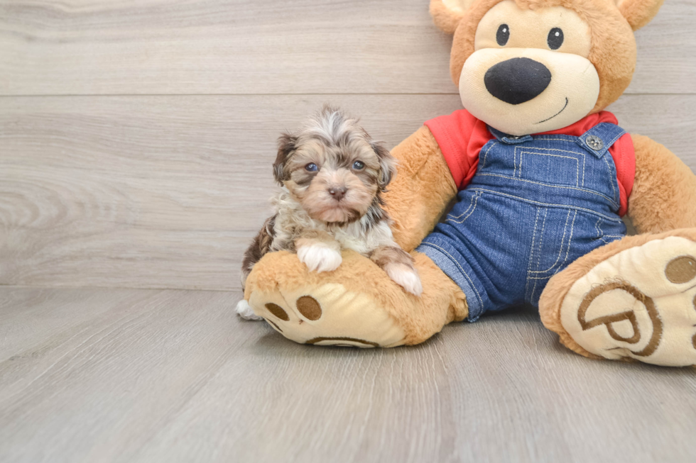 Hypoallergenic Havadoodle Poodle Mix Puppy