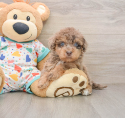 8 week old Havapoo Puppy For Sale - Florida Fur Babies