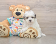7 week old Havapoo Puppy For Sale - Florida Fur Babies
