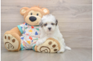 Little Havadoodle Poodle Mix Puppy