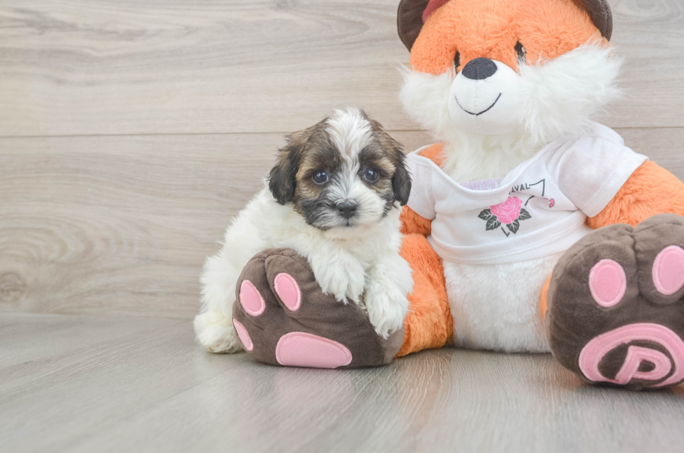 5 week old Havapoo Puppy For Sale - Florida Fur Babies