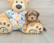 8 week old Havapoo Puppy For Sale - Florida Fur Babies