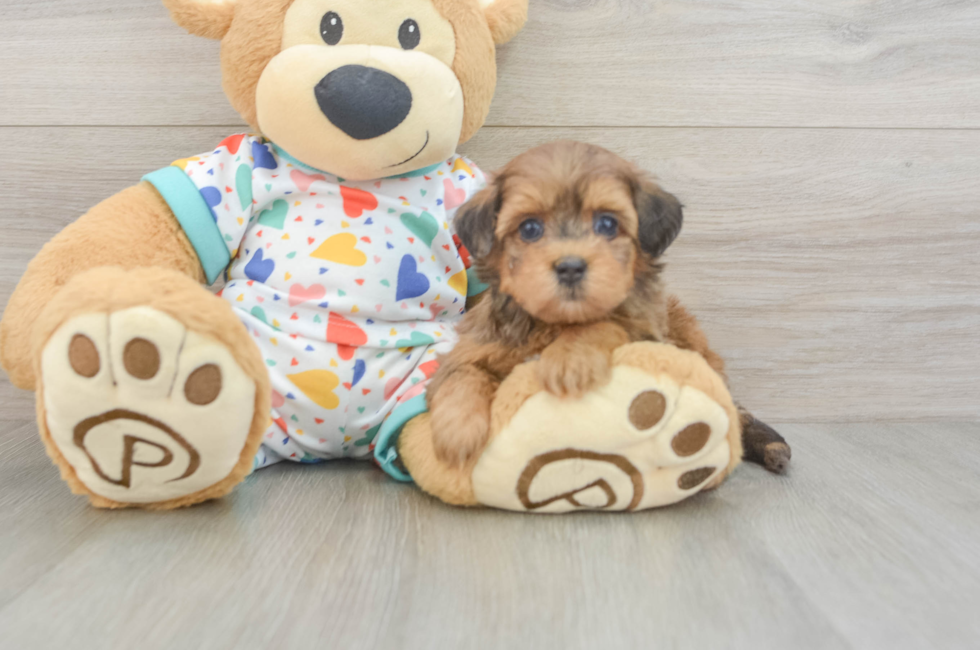 6 week old Havapoo Puppy For Sale - Florida Fur Babies