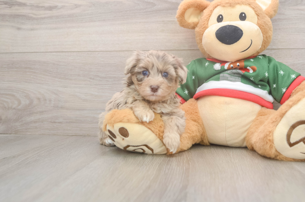 5 week old Havapoo Puppy For Sale - Florida Fur Babies