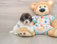 8 week old Havapoo Puppy For Sale - Florida Fur Babies