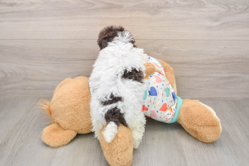 Havapoo Pup Being Cute