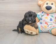 7 week old Havapoo Puppy For Sale - Florida Fur Babies