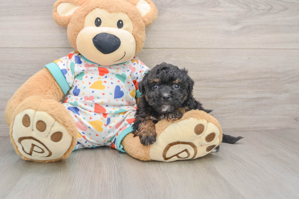 Best Havapoo Baby