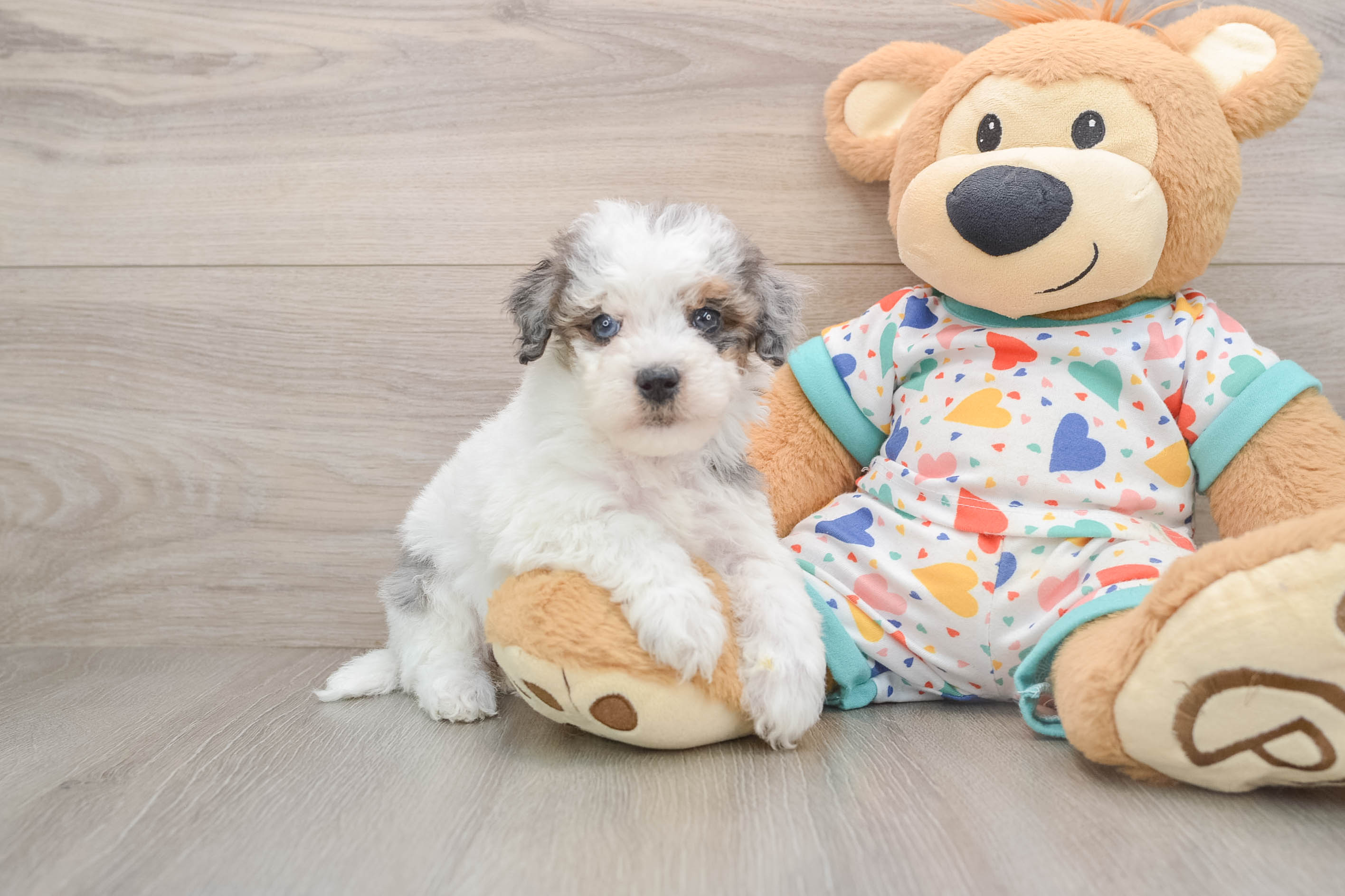 Havapoo Puppy for Adoption